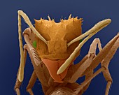 Fungus ant, SEM