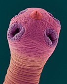 Dog tapeworm scolex (Dipylidium caninum), SEM