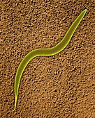 Soil nematode (Caenorhabditis elegans), SEM