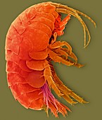 Freshwater amphipod crustacean (Gammarus sp.), SEM