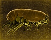 Sand flea (Orchestia agilis), SEM