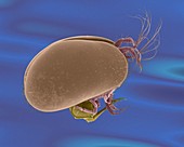 Ostracod (Heterocypris sp.), SEM