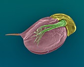 Cladoceran (Daphnia sp.), SEM