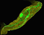 Lobster stomatogastric neuron (lobster), LM