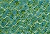 Aquatic leaf chloroplasts (Elodea canadensis), LM Brightfiel