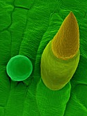 Sweet basil leaf trichomes (Ocimum basilicum), SEM