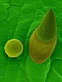 Sweet basil leaf trichomes (Ocimum basilicum), SEM