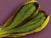 Orchid pollinia (Ludisia discolor), SEM