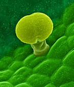 Leaf glandular trichome (Salvia divinorum), SEM