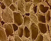 Plant parenchyma cellulose walls, SEM