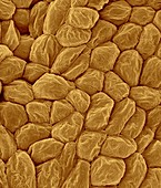 Banana fruit cells (Musa sp.), SEM