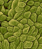 Banana fruit cells (Musa sp.), SEM