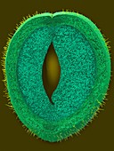 Green bean parenchyma cells and seed, SEM