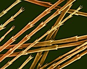 Goose down feather barbules and tips, SEM