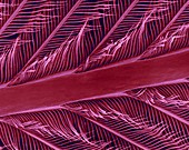 Parrot feather rachis, barbs and barbules, SEM