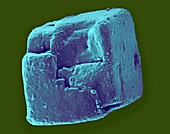 Table salt crystal (NaCl), SEM