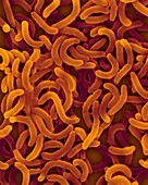Vibrio cholerae bacteria, SEM