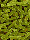 Jannaschia sp. bacteria, SEM