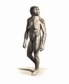 Homo habilis female