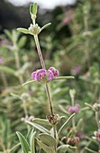 Purple Jerusalem sage (Phlomis purpurea)