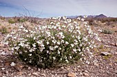 Bicoloured fanmustard (Nerisyrenia camporum)