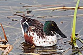 Northern shoveler drake