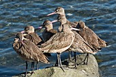 Marbled godwits