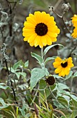 Silverleaf sunflower (Helianthus argophyllus)