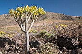 Verode (Kleinia neriifolia) in volcanic landscape
