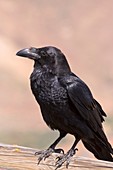 Raven (Corvus corax tingitanus)