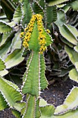 Slender candelabra euphorbia (Euphorbia avasmontana)