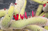Cactus (Cleistocactus smaragdiflorus)