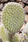 Cactus (Opuntia pailana)