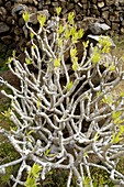 Verode (Kleinia neriifolia)