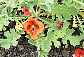 Red horned-poppy (Glaucium corniculatum)