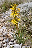 Yellow asphodel (Asphodeline lutea)