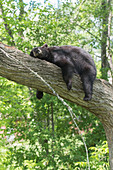 American black bear