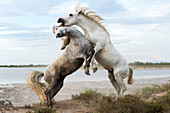 Camargue horses, France