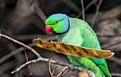 Ring-necked parakeet feeding in a tree