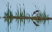 Black-winged stilt feeding