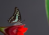 Common jay butterfly on flower