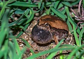 Jerdon's narrow-mouthed frog