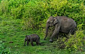 Indian elephants, India