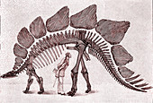 Stegosaurus dinosaur, 19th C illustration