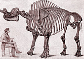 Brontops prehistoric rhino, 19th C illustration