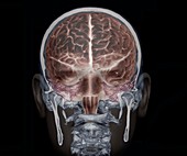 Brain and skull anatomy, 3D CT scan
