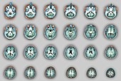 Human brain anatomy, MRI scans