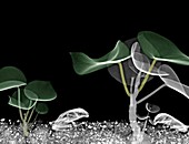 Toads and paddle plants, X-ray