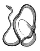 Python, X-ray