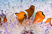 Clown anemonefish in bleached anemone